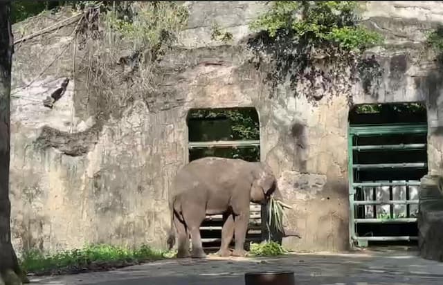 Pengelola Ragunan Tindak Tegas Pengunjung yang Nekat Langgar Batas Kandang Pengelola Ragunan Tindak Tegas Pengunjung yang Nekat Langgar Batas Kandang