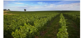 Ketika Bisnis Wine Milik 5 Generasi Keluarga Terancam Akibat Perubahan Iklim dan Kebakaran Hutan