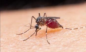 Tahukah Kamu Kenapa Nyamuk Sering Terbang di Dekat Telinga?