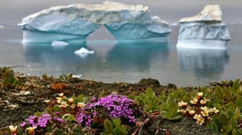 Heboh Bunga Mekar di Antartika karena Pemanasan Global, Ternyata Ini Faktanya