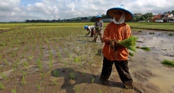 Dampak Mengerikan El Nino pada Produktivitas Pertanian