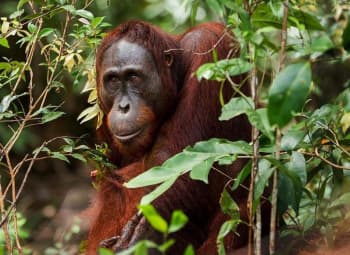 Serupa tapi Tak Sama, Inilah 5 Perbedaan Mencolok Orangutan dan Simpanse