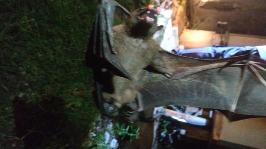 Kelelawar Raksasa Tertangkap di Depok, Netizen: Segede Manusia Kelelawar Raksasa Tertangkap di Depok, Netizen: Segede Manusia