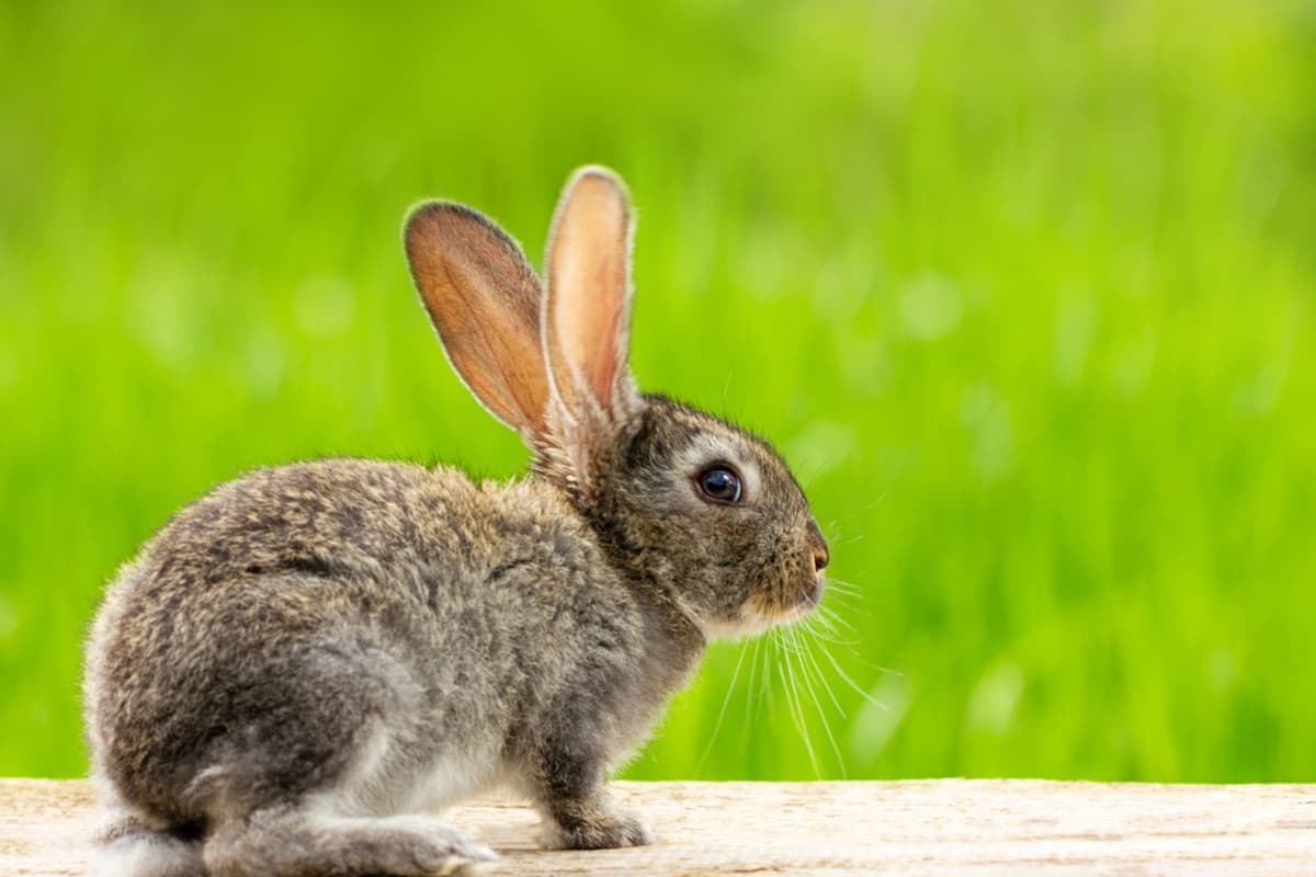 Cara Membedakan Kelinci dan Marmut dari Ahli IPB, Mana yang Lebih Menggemaskan? Cara Membedakan Kelinci dan Marmut dari Ahli IPB, Mana yang Lebih Menggemaskan?