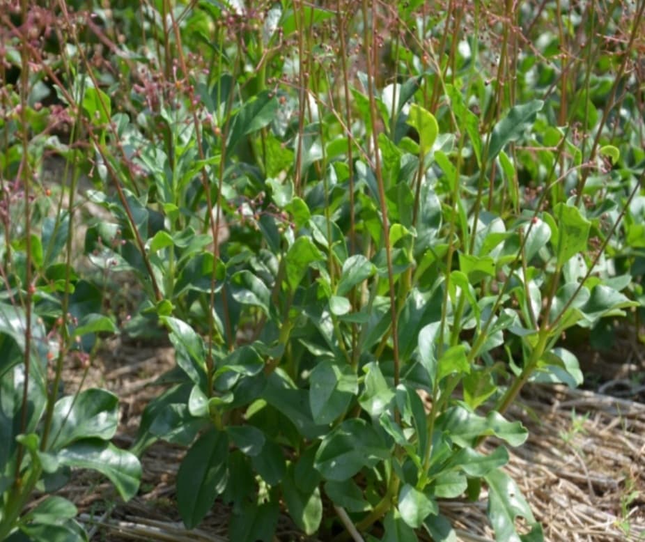 Peneliti IPB Ungkap Manfaat Ginseng Jawa, dari Diabetes hingga Potensi Industri Kosmetik Peneliti IPB Ungkap Manfaat Ginseng Jawa, dari Diabetes hingga Potensi Industri Kosmetik