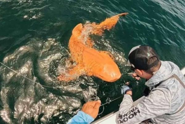 Hiu Berwarna Oranye Pertama di Dunia Ditemukan, Ini Penampakannya Hiu Berwarna Oranye Pertama di Dunia Ditemukan, Ini Penampakannya