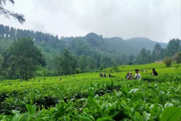 10 Tempat Wisata Sejuk Dekat dari Jakarta, Ide Jalan-jalan di Akhir Pekan 10 Tempat Wisata Sejuk Dekat dari Jakarta, Ide Jalan-jalan di Akhir Pekan