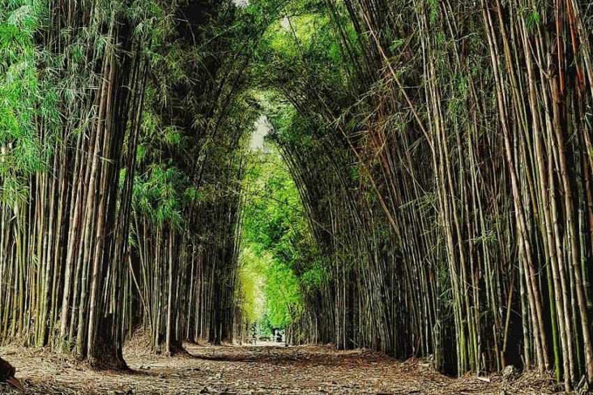 5 Rekomendasi Wisata Sejuk di Surabaya, Hutan Bambu Keputih Instagramable 5 Rekomendasi Wisata Sejuk di Surabaya, Hutan Bambu Keputih Instagramable