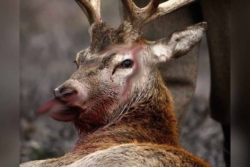 Penyakit Rusa Zombie Teror Amerika Serikat Penyakit Rusa Zombie Teror Amerika Serikat