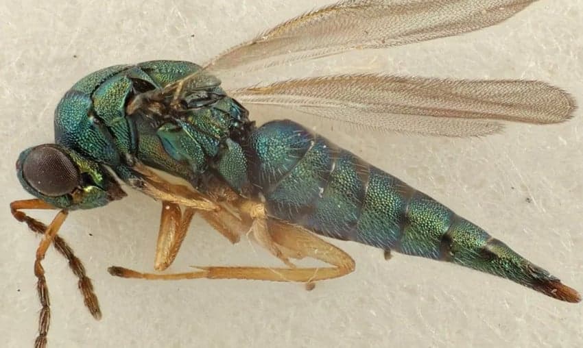 Lebih dari 800 Spesies Hewan Baru Ditemukan Sepanjang 2023 Lebih dari 800 Spesies Hewan Baru Ditemukan Sepanjang 2023