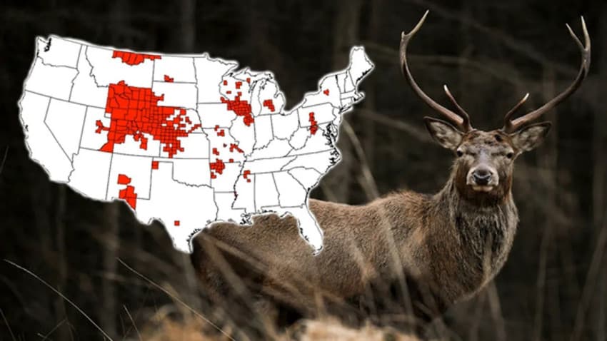 Ilmuwan Takut Penyakit Rusa Zombie Menular ke Manusia Ilmuwan Takut Penyakit Rusa Zombie Menular ke Manusia