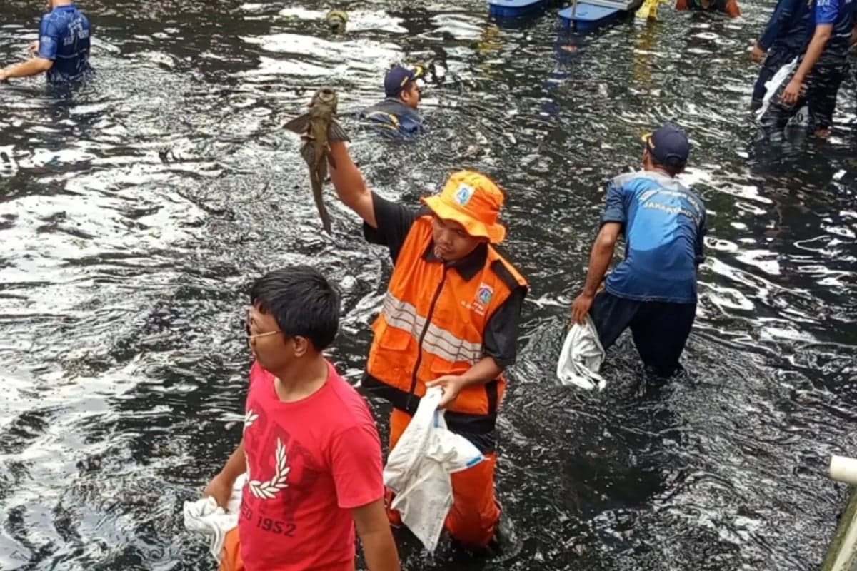 Ikan Sapu-Sapu Ternyata Bisa Jadi Pupuk Cair, Begini Cara Mengolahnya Ikan Sapu-Sapu Ternyata Bisa Jadi Pupuk Cair, Begini Cara Mengolahnya