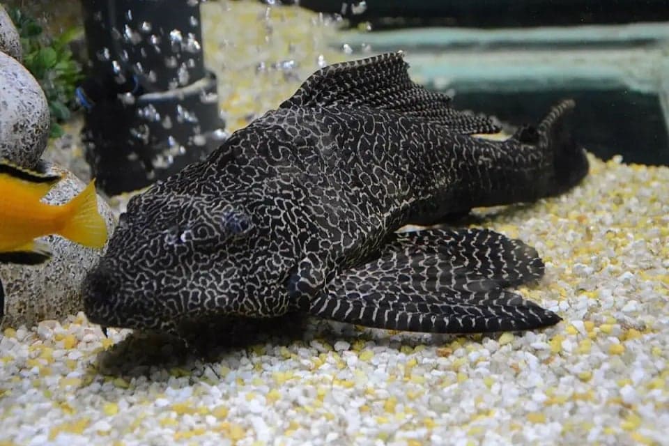 BRIN Ingatkan Bahaya Ikan Sapu-Sapu Jika Dikonsumsi, Ini Penjelasannya! BRIN Ingatkan Bahaya Ikan Sapu-Sapu Jika Dikonsumsi, Ini Penjelasannya!