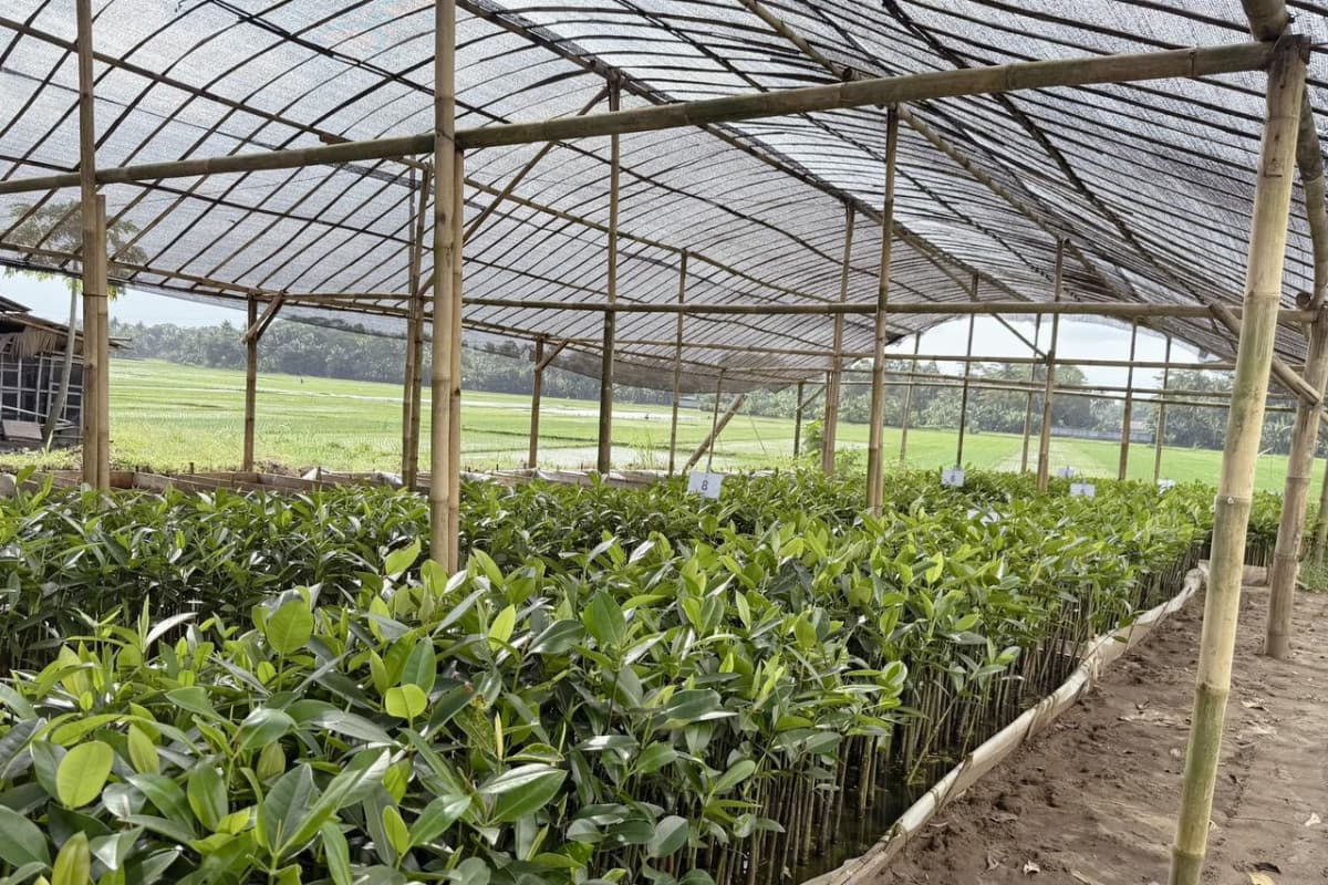 PLN EPI Dorong Digitalisasi Pembibitan Mangrove di Cilacap PLN EPI Dorong Digitalisasi Pembibitan Mangrove di Cilacap