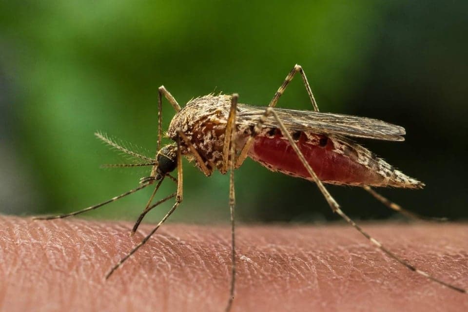 Waspada Malaria Monyet, Kasus Meningkat di Malaysia dan Muncul di Aceh Waspada Malaria Monyet, Kasus Meningkat di Malaysia dan Muncul di Aceh