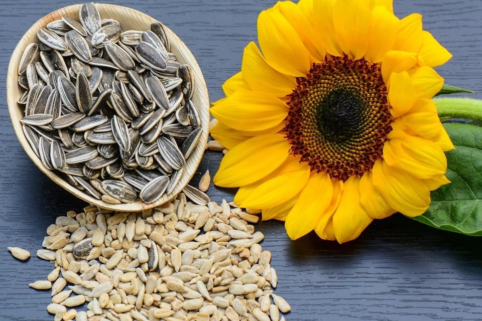 Disebut Superfood, Ini Kandungan dan Manfaat dan Biji Bunga Matahari untuk Tubuh Disebut Superfood, Ini Kandungan dan Manfaat dan Biji Bunga Matahari untuk Tubuh