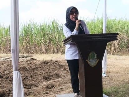 Sistem Berjenjang Jadi Jawaban Krisis Bibit Tebu Sistem Berjenjang Jadi Jawaban Krisis Bibit Tebu