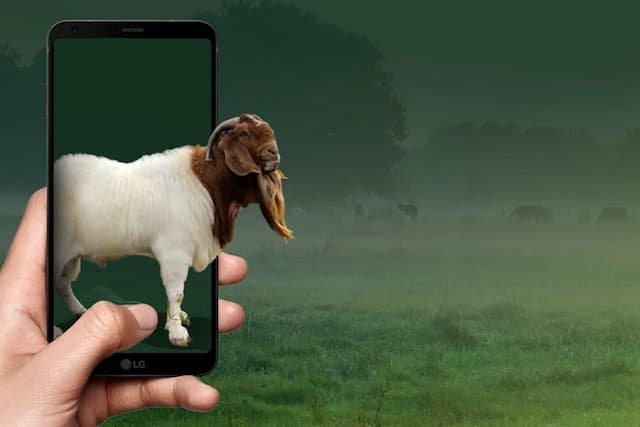 Hukum Kurban via Aplikasi Digital, Apakah Tetap Sah dan Afdal? Hukum Kurban via Aplikasi Digital, Apakah Tetap Sah dan Afdal?