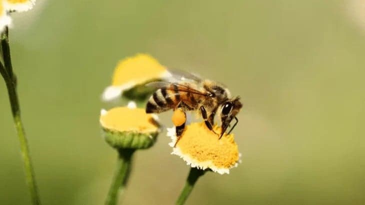 Penelitian Mengejutkan, Lebah Madu Juga Mengalami Gangguan Penciuman seperti Manusia Penelitian Mengejutkan, Lebah Madu Juga Mengalami Gangguan Penciuman seperti Manusia