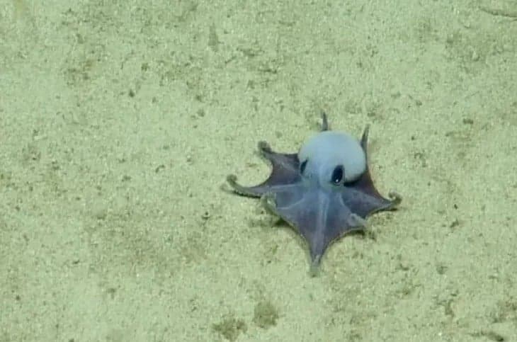 Gurita Biru Kehijauan Langka Ditemukan di Dasar Laut Galapagos Gurita Biru Kehijauan Langka Ditemukan di Dasar Laut Galapagos