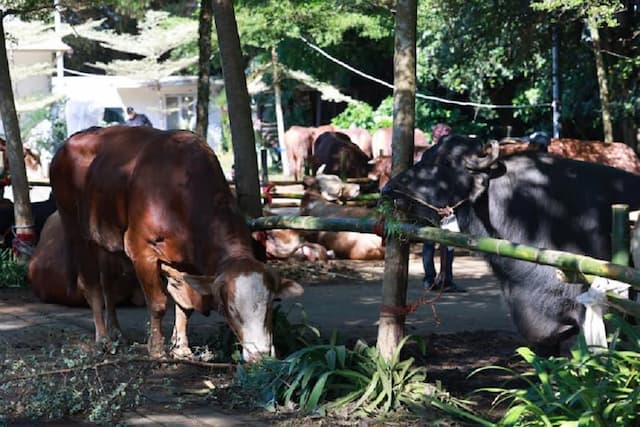 Prabowo Rutin Salurkan Hewan Kurban untuk Warga Hambalang Prabowo Rutin Salurkan Hewan Kurban untuk Warga Hambalang