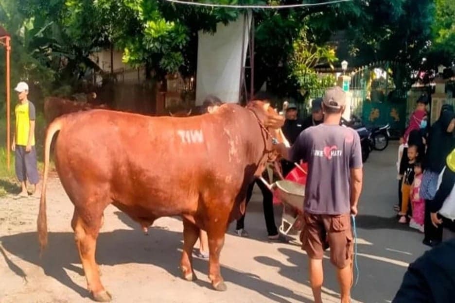 Masjid Dekat Rumah Amien Rais Dapat Kiriman Sapi Kurban dari Pak TIW saat Iduladha Masjid Dekat Rumah Amien Rais Dapat Kiriman Sapi Kurban dari Pak TIW saat Iduladha