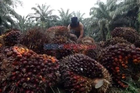 Petani Sawit Apresiasi PKS Taat HPP di Tengah Anjloknya Harga TBS Petani Sawit Apresiasi PKS Taat HPP di Tengah Anjloknya Harga TBS