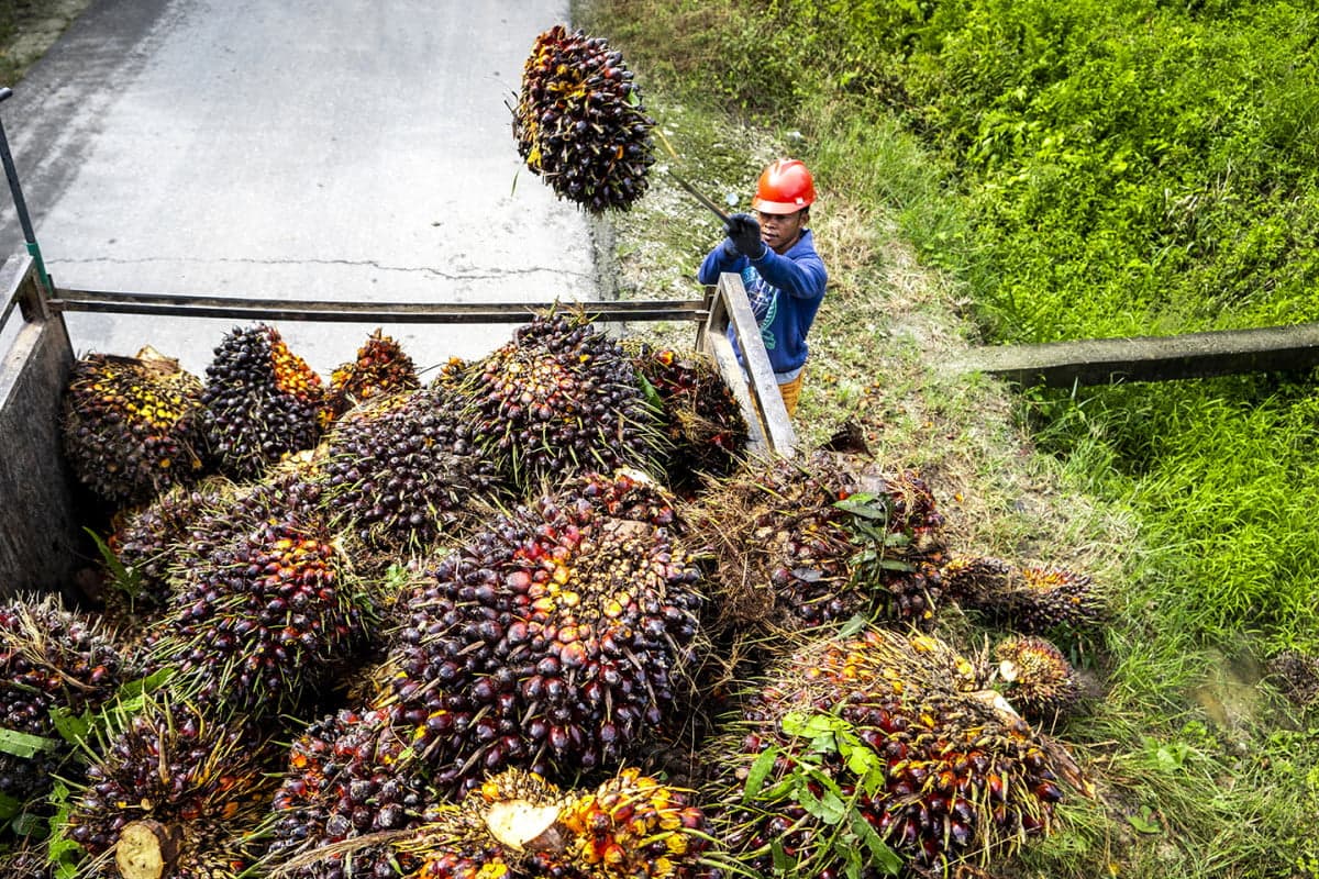 Petani Sawit Respons Ekspor Satu Pintu: Stabilitas Rantai Pasok Harus Jadi Prioritas Petani Sawit Respons Ekspor Satu Pintu: Stabilitas Rantai Pasok Harus Jadi Prioritas