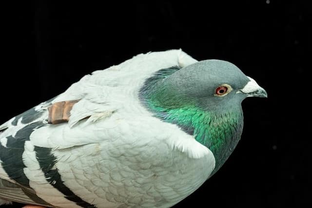 Burung Merpati Punya GPS Canggih Alamiah Melebihi Teknologi Buatan Manusia Burung Merpati Punya GPS Canggih Alamiah Melebihi Teknologi Buatan Manusia
