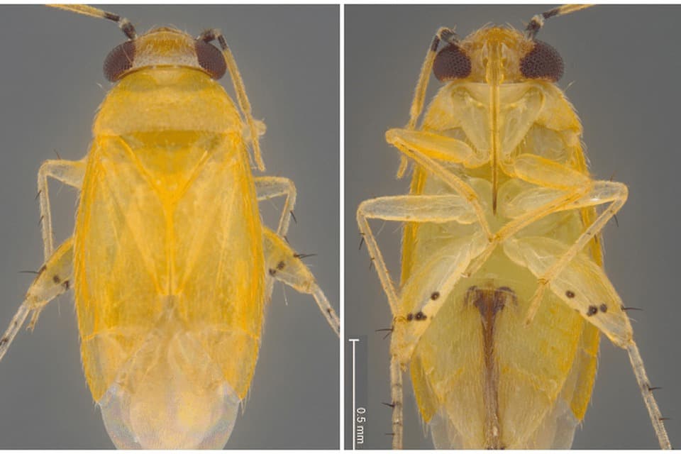 Spesies Serangga Baru Ditemukan, Dinamai Singapura Spesies Serangga Baru Ditemukan, Dinamai Singapura