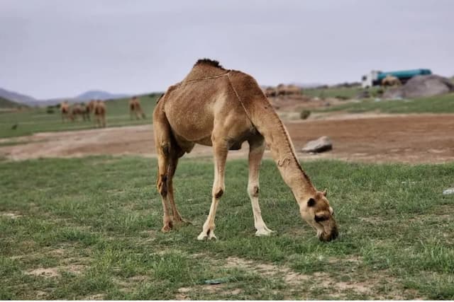 Ada-ada Saja, Arab Saudi Hendak Terbitkan Paspor untuk Jutaan Unta Ada-ada Saja, Arab Saudi Hendak Terbitkan Paspor untuk Jutaan Unta