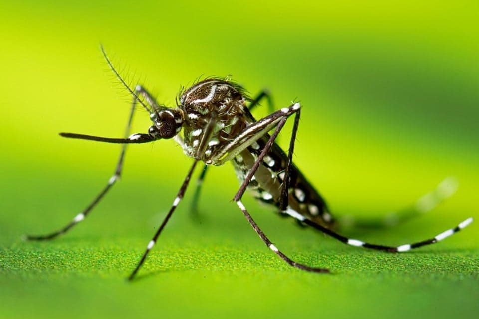 Kasus Dengue Tembus 161 Ribu, Kemenkes Sebut DBD Masih Jadi Momok di Indonesia dan ASEAN Kasus Dengue Tembus 161 Ribu, Kemenkes Sebut DBD Masih Jadi Momok di Indonesia dan ASEAN