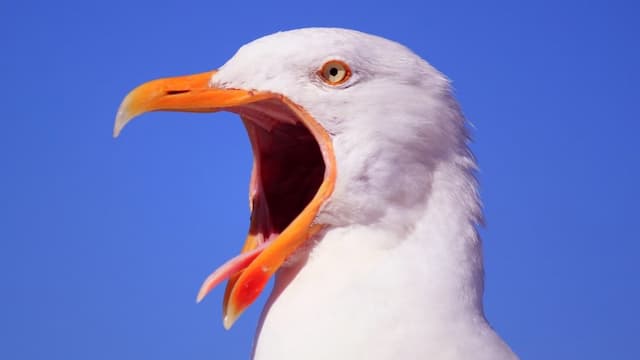 Rahasia Salah Satu Kerajaan Terkuat di Peru Berasal dari Burung-Burung Rahasia Salah Satu Kerajaan Terkuat di Peru Berasal dari Burung-Burung
