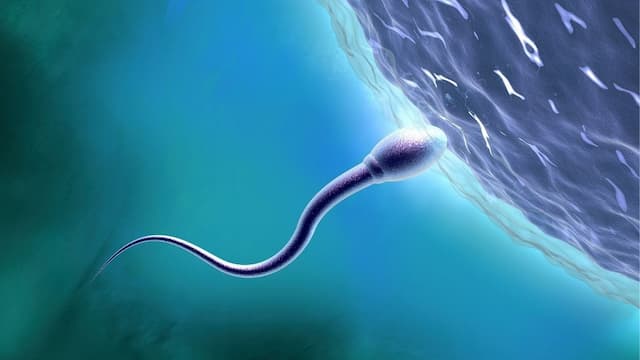 Ilmuwan Ingin Mempelajari Proses Seksual di Luar Angkasa Ilmuwan Ingin Mempelajari Proses Seksual di Luar Angkasa