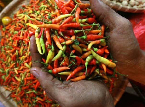 Produksi Cabai Surplus, Mentan Jamin Stok Ramadan Aman hingga Lebaran Produksi Cabai Surplus, Mentan Jamin Stok Ramadan Aman hingga Lebaran