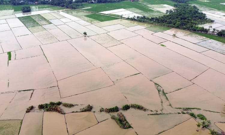 39.000 Hektare Sawah Pascabencana di Sumatera Kembali Ditanami 39.000 Hektare Sawah Pascabencana di Sumatera Kembali Ditanami
