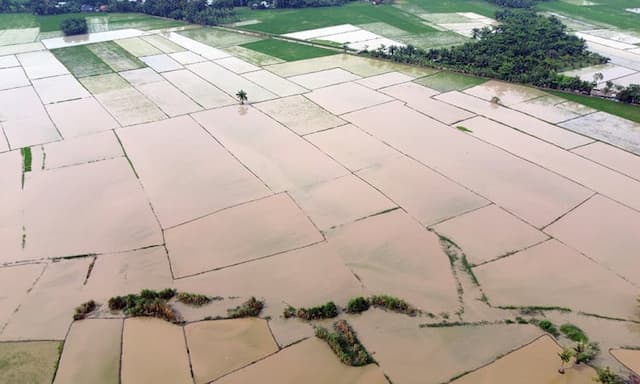 39.000 Hektare Sawah Pascabencana di Sumatera Kembali Ditanami 39.000 Hektare Sawah Pascabencana di Sumatera Kembali Ditanami