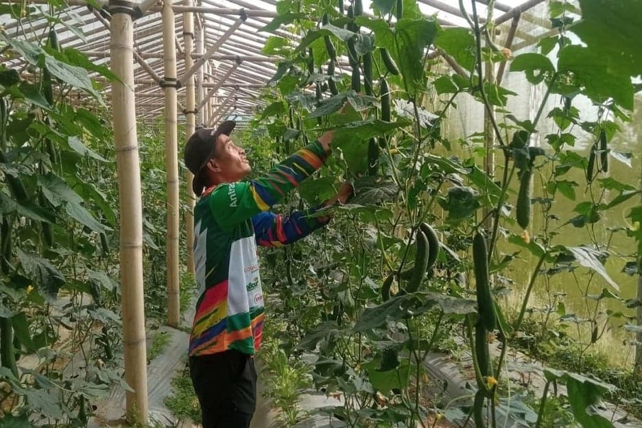 Petani Sayuran di Jabar dan Jateng Siap Jaga Pasokan Selama Ramadan dan Lebaran Petani Sayuran di Jabar dan Jateng Siap Jaga Pasokan Selama Ramadan dan Lebaran