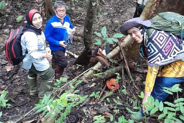 Peneliti Indonesia Kembali Temukan Jenis Baru Rafflesia Peneliti Indonesia Kembali Temukan Jenis Baru Rafflesia