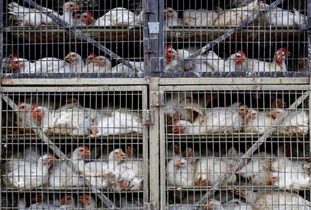 Tak Hanya Beras Ribuan Ton, Indonesia Setujui Impor 580.000 Ekor Ayam dari AS Tak Hanya Beras Ribuan Ton, Indonesia Setujui Impor 580.000 Ekor Ayam dari AS