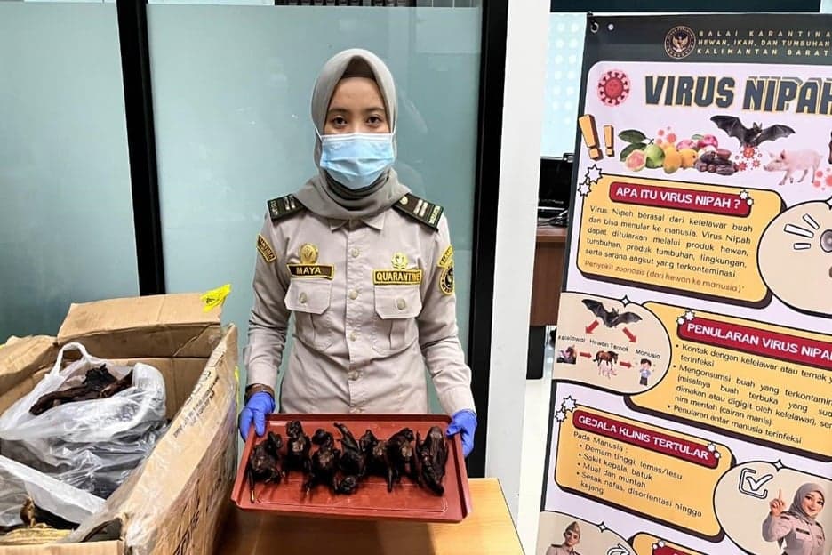 PLBN Aruk Gagalkan Penyelundupan Daging Kelelawar Berisiko Penyakit Zoonosis PLBN Aruk Gagalkan Penyelundupan Daging Kelelawar Berisiko Penyakit Zoonosis