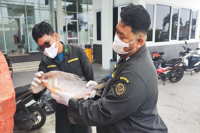 BNPP Fasilitasi Pengiriman Ikan ke Sarawak melalui PLBN Badau BNPP Fasilitasi Pengiriman Ikan ke Sarawak melalui PLBN Badau