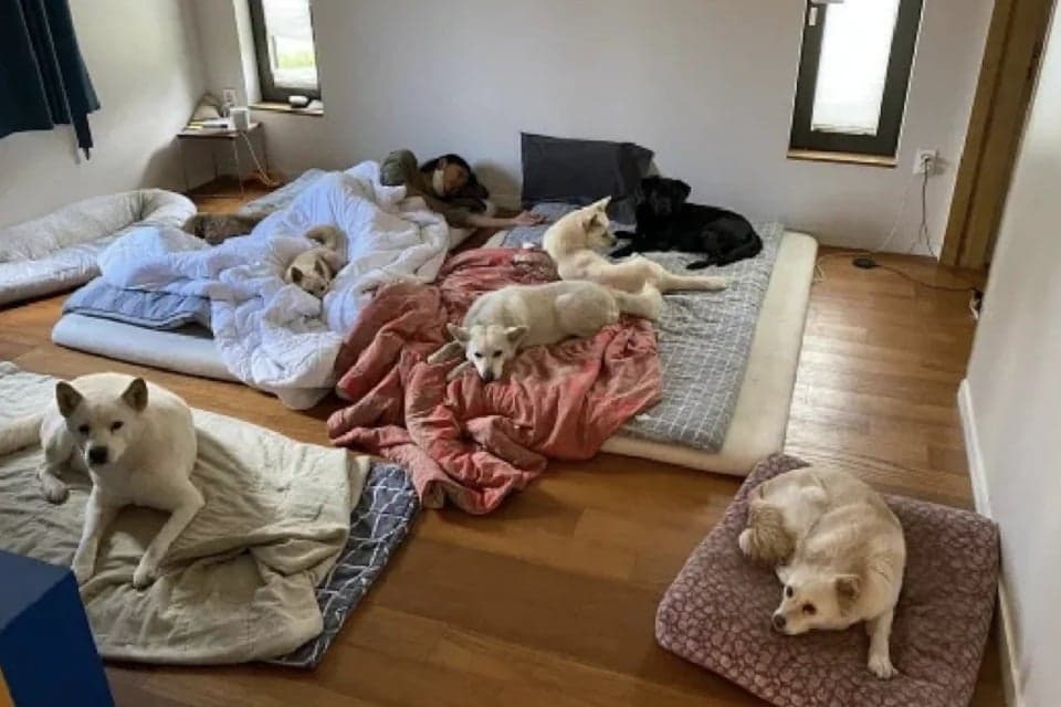 Lee Hyori Unggah Foto Bersama Anjing Peliharaan, Rumah Berantakan Jadi Sorotan Lee Hyori Unggah Foto Bersama Anjing Peliharaan, Rumah Berantakan Jadi Sorotan