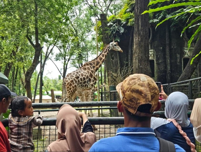 Pengunjung Ragunan Tembus 160 Ribu hingga H+3 Lebaran 2026, Diprediksi Terus Membludak Pengunjung Ragunan Tembus 160 Ribu hingga H+3 Lebaran 2026, Diprediksi Terus Membludak