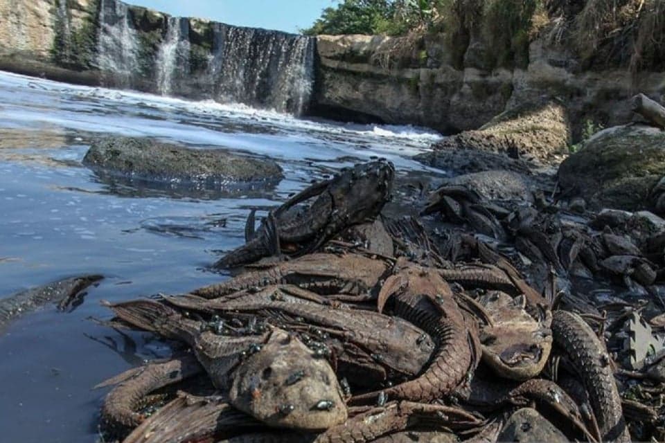 5 Bahaya Mengintai dari Konsumsi Ikan Sapu-Sapu, Nomor 1 Paling Berisiko! 5 Bahaya Mengintai dari Konsumsi Ikan Sapu-Sapu, Nomor 1 Paling Berisiko!