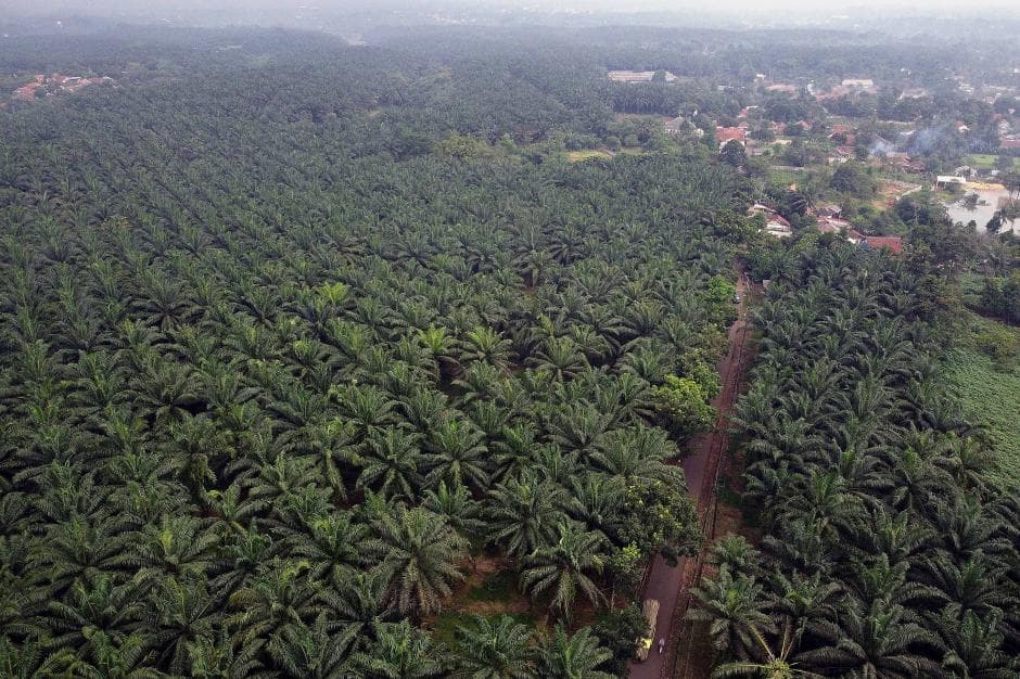 Rencana Pemda Pungut Pajak Air Permukaan dari Pohon Sawit Dinilai Langgar UU Rencana Pemda Pungut Pajak Air Permukaan dari Pohon Sawit Dinilai Langgar UU
