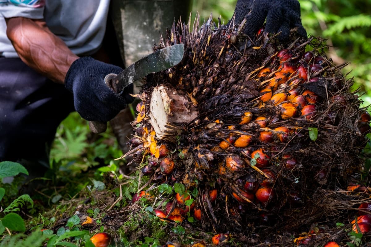 Traceability Sawit Jadi Tantangan Industri Nasional Traceability Sawit Jadi Tantangan Industri Nasional