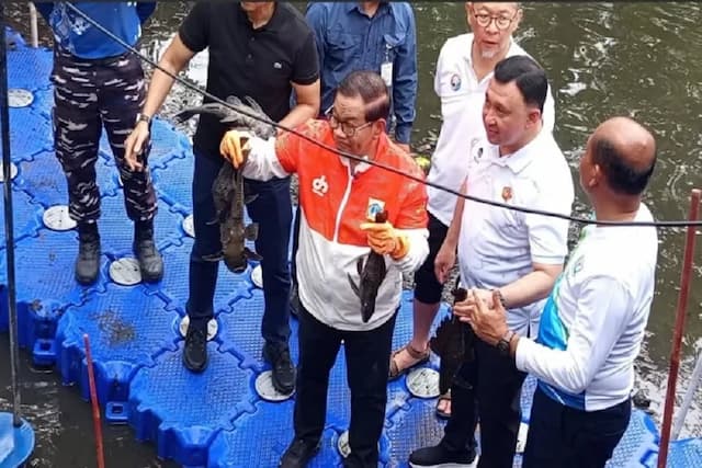 Dulu Dipelihara Kini Diburu, Ikan Sapu-sapu Jadi Musuh Baru Sungai Indonesia Dulu Dipelihara Kini Diburu, Ikan Sapu-sapu Jadi Musuh Baru Sungai Indonesia