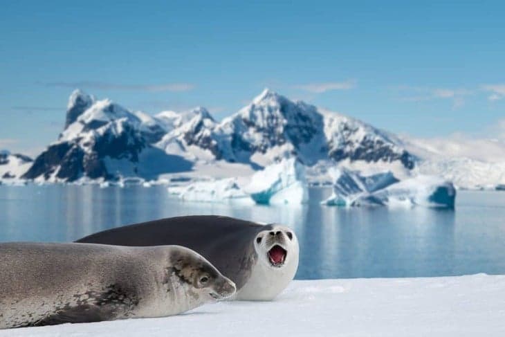 Suara Anjing Laut Antartika Memancarkan Gelombang Ultrasonik Suara Anjing Laut Antartika Memancarkan Gelombang Ultrasonik