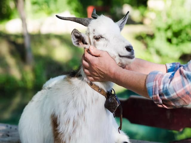 Ibadah Kurban atau Aqiqah Dulu? Mana yang Harus Diutamakan? Ibadah Kurban atau Aqiqah Dulu? Mana yang Harus Diutamakan?